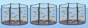 Садки для выращивания рыбы
