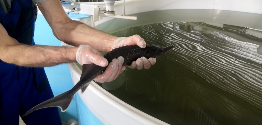 Посадочный материал осетровых