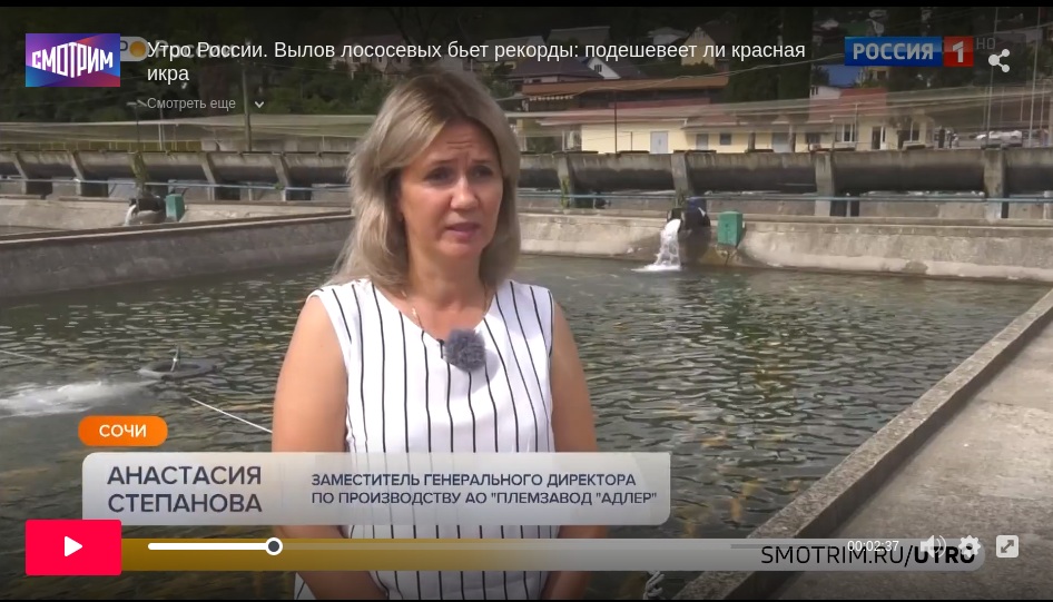 Утро России на канале Россия 1: Вылов лососевых бьет рекорды Утро России на канале Россия 1: Вылов лососевых бьет рекорды