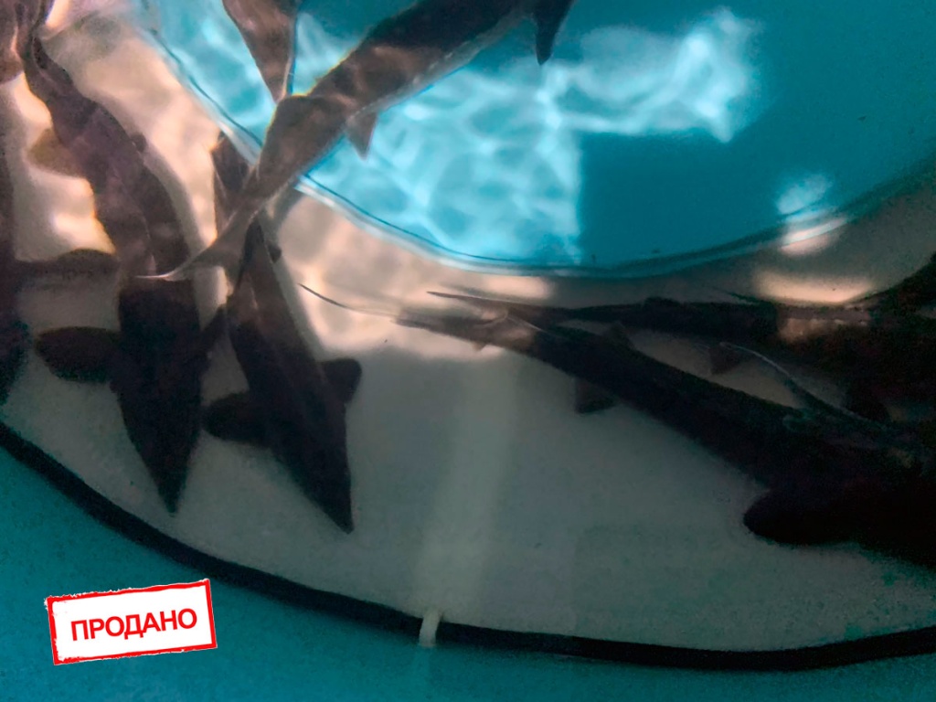 Осетр в бассейне для выращивания и передержки