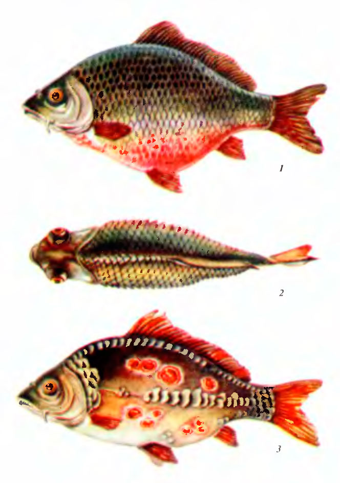 Аэромоноз (краснуха) карпов: 1, 2 — асцитная форма; 3 — язвенная форма Аэромоноз (краснуха) карпов: 1, 2 — асцитная форма; 3 — язвенная форма